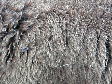 la laine brute de mouton la laine brute de mouton