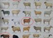Moutons de france